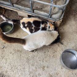Funghi and Spot.