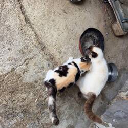 Funghi and Spot.