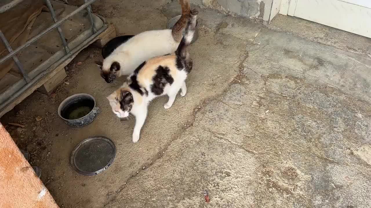 Funghi and Spot.