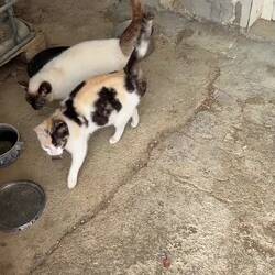Funghi and Spot.