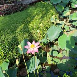 Lotus