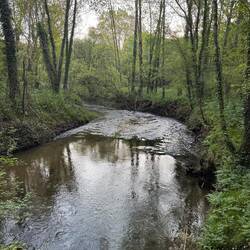 Pretty walking by the stream