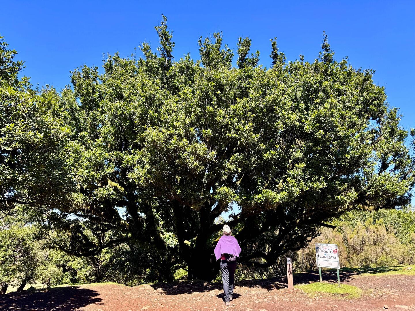 Uralte Lorbeerbäume