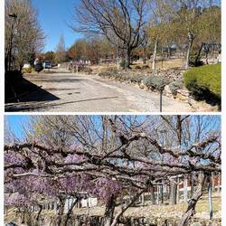 Prachtig blauwe regen