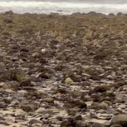 Ganz viele Puffin-Babys