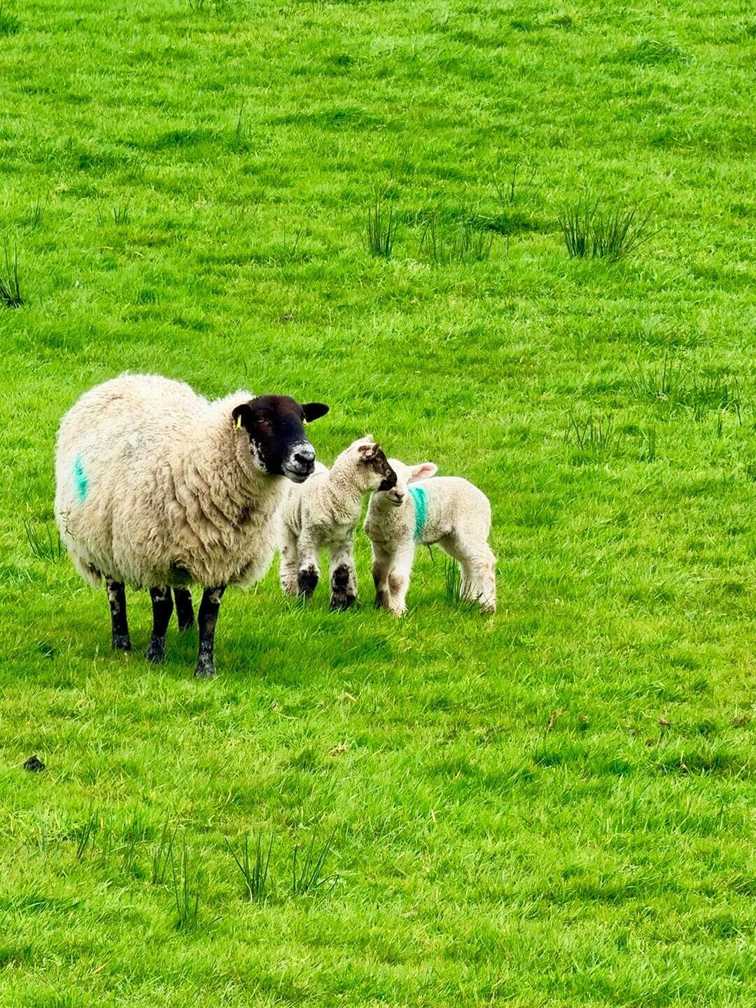 Überall sind kleine Lämmchen - hoffen wir mal die sind nicht für Ostern