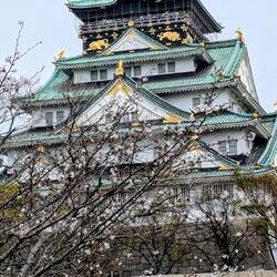 Osaka Castle Kirschblüten