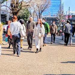 Befolge die Regeln beim Genießen der Kirschbluten
