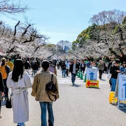 Links gehen, rechts gehen, alles geregelt in der Kirschblüten Allee im Ueno Park