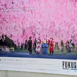 Kirschblütenschauen, idealisiert...