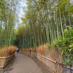 Eingang zum Bambuswald Arashiyama