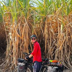 Now we're in sugar cane country. Makes an amazing scissor / rustling sound as you cycle past.