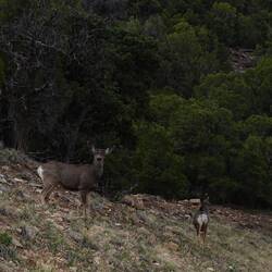 Mule Deer