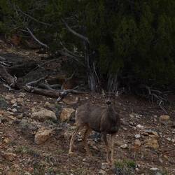 Mule Deer