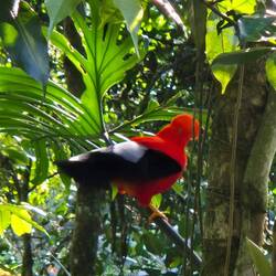 Nur er ist rot - ,Roca de Gallito'