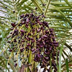 Pygmy Date Palm