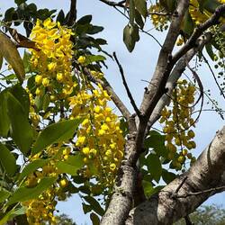 Golden Shower Tree