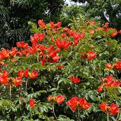 African Tulip Tree