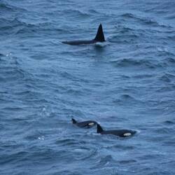 Sortie de famille 🐟