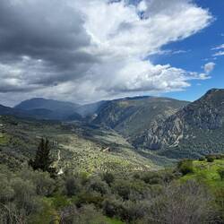 Mer des oliviers de Delphes