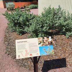 Australian Arid Lands Botanic Garden..