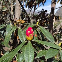 Rhododendron - zu dieser Jahreszeit typisch in Nepal