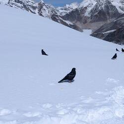 Mittagessen mit Raben - sie haben aber unsere Kekse verschmäht, dafür das tibetische Brot geliebt