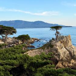 Lonely Cypress am 17 Miles Drive
