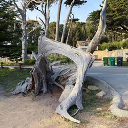 Ghost Tree