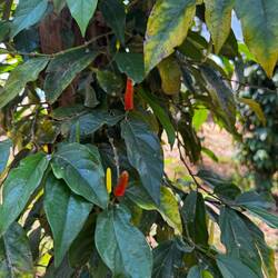 Eine weitere Sorte Pfeffer ("Stangenpfeffer"). Verrückt wie gut Pfeffer schmecken kann...