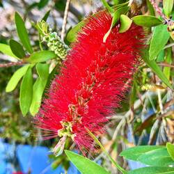 Karminroter Zylinderputzer