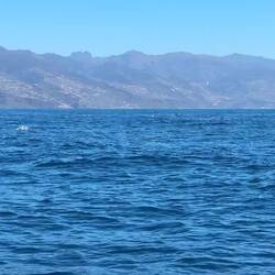 Delfine bei der Jagd nach Fisch - die Möwen hoffen auch auf Beute