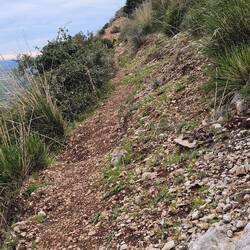 A very narrow track for cows