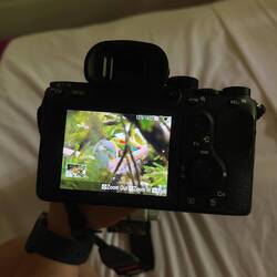 Tucan - Suchbild