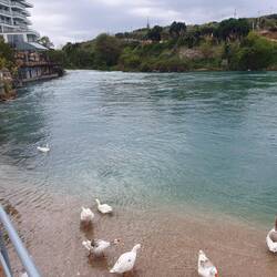 Unsere unmittelbaren Nachbarn 🦢😍