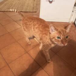 Po, David and Jeannie's friendly and vocal cat.