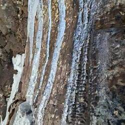 On dirait les glaçons décoration de Noël à LED 😂