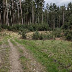 Waldweg Richtung Pfaffenhofen (Ilm)