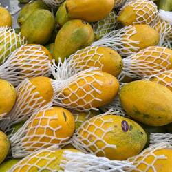 Marli purchased one of these Papayas