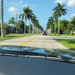 De grandes avenues de palmiers partout