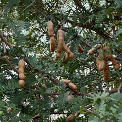 We started to see a lot of tamarind trees.