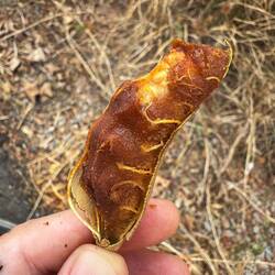 Excited to see what the tamarind looks like inside.