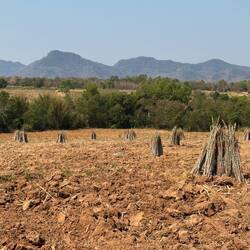 Cassava roots had been harvested, leaving bundles of cassava stem cuttings ready for planting.