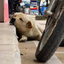 Sleepy dog shares our spot in the shade of a 7-eleven.