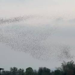 Millions of wrinkle-lipped free-tailed bats stream across the sky in the hunt for insects.