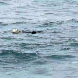 Seeotter beim Mittag
