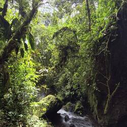 Durch üppig grünen Wald