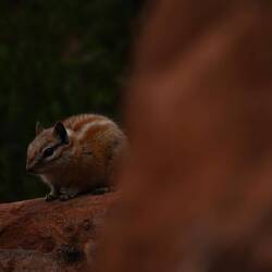 Antelope Ground Squirrel