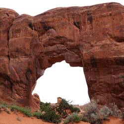 Pine Tree Arch