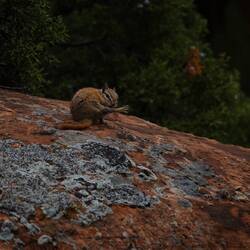Antelope Ground Squirrel - endlich habe ich die Kamera mal rechtzeitig schussbereit